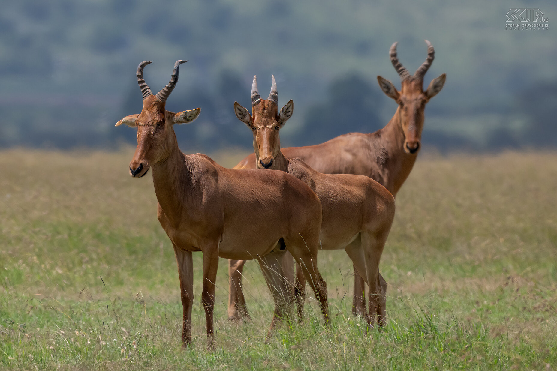 Solio - Cokes Hartenbeest Drie Coke's hartenbeesten in Solio Game Reserve Stefan Cruysberghs